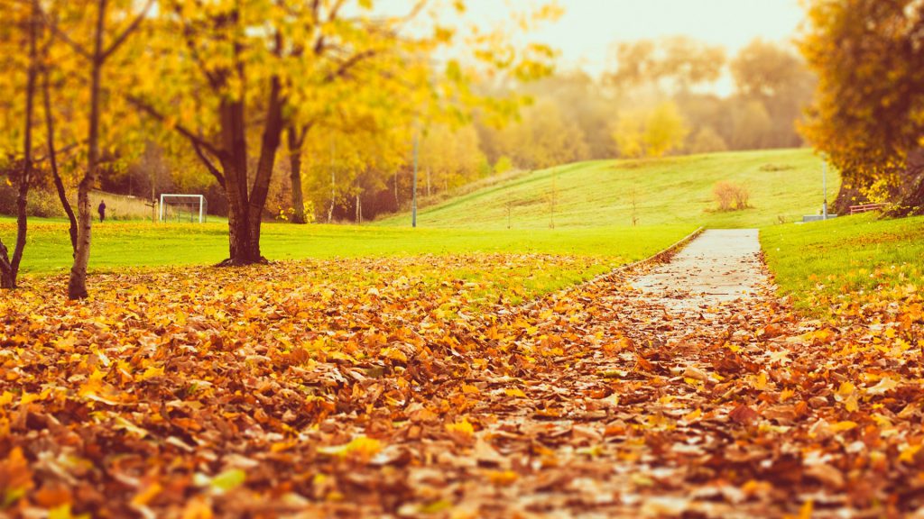 park-autumn-trees-yellow-and-orange-leaves_1920x1080